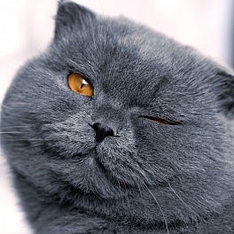 - (Студент):